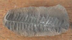 Pecopteris villosa planta fosila din Carbonifer