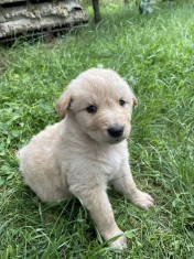 Pui de catel- mix ciobanesc belgian foto