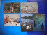 HOPCT LOT NR 381 PASARI DIN DELTA DUNARII-TULCEA-FAUNA-5 CARTI POSTALE-CIRCULATE