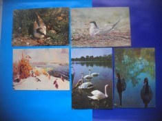 HOPCT LOT NR 381 PASARI DIN DELTA DUNARII-TULCEA-FAUNA-5 CARTI POSTALE-CIRCULATE