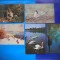 HOPCT LOT NR 381 PASARI DIN DELTA DUNARII-TULCEA-FAUNA-5 CARTI POSTALE-CIRCULATE