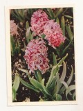 FA72-Carte Postala- RUSIA - Pravda, Hyacinth, necirculata 1965