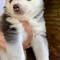 Pui Husky Siberian