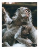 Tablou Canvas, "Familie de maimuțe odihnindu-se liniștite", I don't know who these animals are, but they appear to be monkeys resting together., 26 x