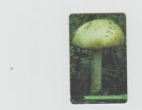 bnk card Cartele telefonice - Slovacia - ST - A Series - Public Cards - ciuperci - Panther cap - Pen:A 87, 09/98 ST