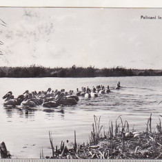 bnk cp Pelicani in Delta Dunarii - Vedere - circulata