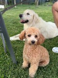 Cățelușă metis tip pudel, talie mică, 9 luni, jucăușă și iubitoare