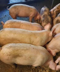 Porci landrace cu pietrain belgian foto