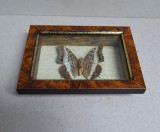 &quot;Charaxes brutus&quot; fluture din Kenya