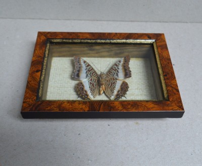 &amp;quot;Charaxes brutus&amp;quot; fluture din Kenya foto