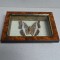 &quot;Charaxes brutus&quot; fluture din Kenya