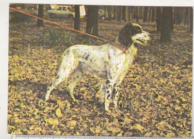 bnk cp Setter englez - carte postala necirculata foto