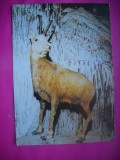 HOPCT 10885 CAPRA NEAGRA / RUPICAPRA RUPICAPRA CARPATICA -FAUNA- -NECIRCULATA