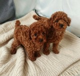 căței Toy Poodle
