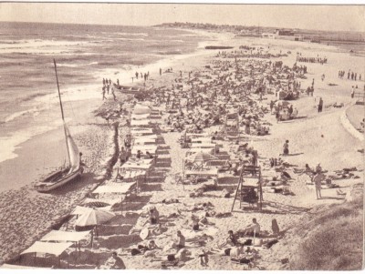 Eforia (necirculata) foto