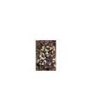 Penstemon digitalis &#039;Husker Red&#039; &ndash; Penstemon alb cu frunze roșcate, plantă la ghiveci 10 cm, Oem
