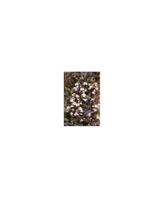 Penstemon digitalis &amp;#039;Husker Red&amp;#039; &amp;ndash; Penstemon alb cu frunze roșcate, plantă la ghiveci 10 cm foto