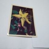 Cumpara ieftin CARTE POSTALA FELICITARE RUSEASCA NECIRCULATA