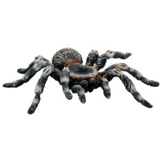 Tarantula White Knee foto