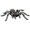 Tarantula White Knee