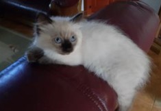Pui de pisica Ragdoll foto
