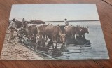 Carte Postala - Bivoli in apa