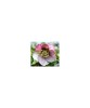 Planta Spanz, Helleborus Orientalis, flori simple, picotee, ghiveci 10cm, Oem