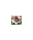 Planta Spanz, Helleborus Orientalis, flori simple, picotee, ghiveci 10cm, Oem
