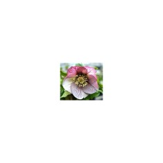 Planta Spanz, Helleborus Orientalis, flori simple, picotee, ghiveci 10cm