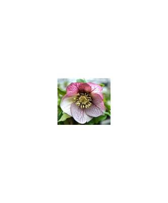 Planta Spanz, Helleborus Orientalis, flori simple, picotee, ghiveci 10cm foto