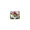 Planta Spanz, Helleborus Orientalis, flori simple, picotee, ghiveci 10cm
