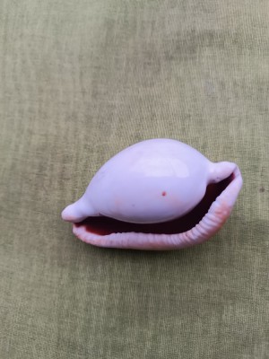 Cochilie de melc de mare foto