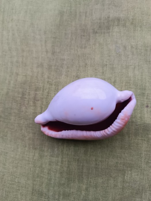 Cochilie de melc de mare