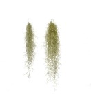 Plantă aeriana, Tillandsia Usneoides grey, Medie, 50/60 cm, Oem