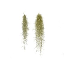 Plantă aeriana, Tillandsia Usneoides grey, Medie, 50/60 cm