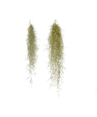 Plantă aeriana, Tillandsia Usneoides grey, Medie, 50/60 cm foto