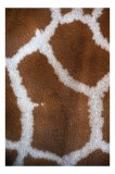 Tablou Canvas, "Model de blană girafului african", Model, Textură, Giraffe, Piele, Natură, Pete, Maro, Alb, Contrast, Frumusețe., 26 x 39 cm, CMCLASS