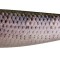 Shad Fox Rage Pro Shad 14cm SN Roach