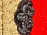 Labrador Retriever Negru Puiuti Masculi disponibili