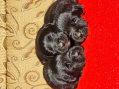 Labrador Retriever Negru Puiuti Masculi disponibili