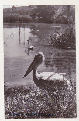 bnk cp Sibiu - Pelican din gradina zoologica Dumbrava - uzata foto