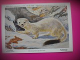 HOPCT 6242 HERMINA-MUSTELA ERMINEA AESTIVA -MUSTELIDE -FAUNA EUROPA-CP CHROMO LITHO -MUZEUL REGAL STIINTE NATURALE BELGIA-NECIRCULATA, Printata