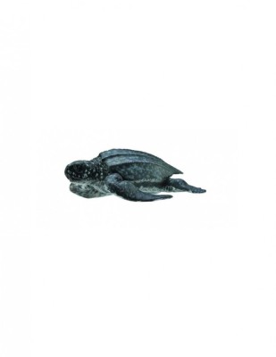 Figurina Broasca Testoasa de Mare M Collecta foto