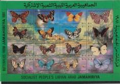 Fauna ,fluturi,Libia. foto