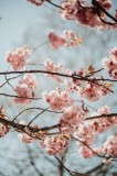 Tablou Canvas, "Sakura sub cer senin de primăvară", Flori, Roz, Crengi, Primăvară, Cer, Delicat, Natură, Petale, Frunze, Frumusețe, 26 x 39 cm, CMCLAS