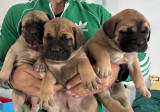 Pui de BullMastiff, Royal Canin