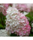 Hortensie, Hydrangea panic. VANILLE-FRAISE Renhy PBR C2, Oem