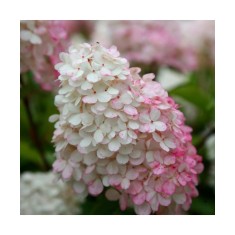 Hortensie, Hydrangea panic. VANILLE-FRAISE Renhy PBR C2