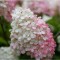 Hortensie, Hydrangea panic. VANILLE-FRAISE Renhy PBR C2
