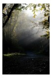Tablou Canvas, "Razele dimineții &icirc;n pădurea misterioasă", Frunziș, Lumină, Pădure, Cale, Umbre, Trecere, Tranquilitate, Natură, Mister, &Icirc;ntuneric, 26